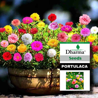 Dharma Portulaca (Mixed), 10 O Clock Seed(500 per packet)