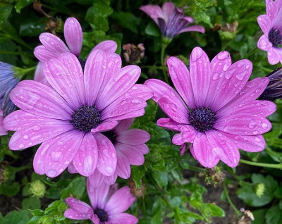 Quentova Dimorphotheca 'Purple'-SNIG-7K Seed(50 per packet)