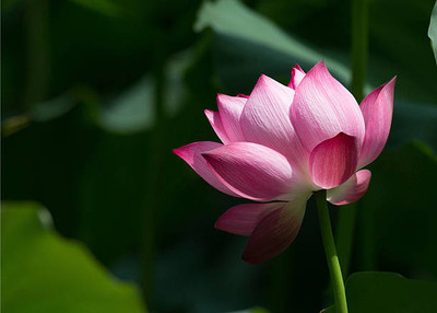 JAGREX lotus,kamal gatta Seed(11 per packet)