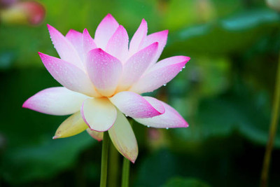 surmul lotus,kamal gatta Seed(11 per packet)
