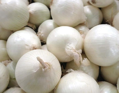 WILLVINE GBPUT -III Southport White Globe Onion [10g] Seed(7500 per packet)