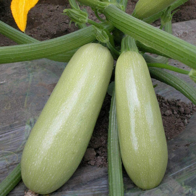 CYBEXIS Climbing Zucchini Seeds Heirloom Squash100 Seeds Seed(100 per packet)