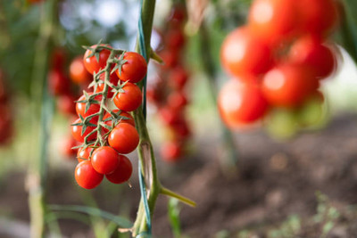 Lappyworld tomato Seed(30 per packet)