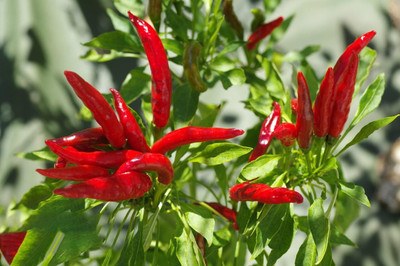 Biosnyg High Yield Hot Tabasco Pepper Vegetable Seeds For Gardening-(400 Seeds) Seed(400 per packet)