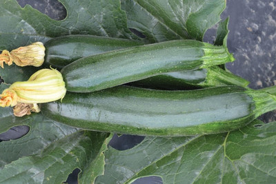 Qualtivate GBPT-6A Fascienne F1 Hybrid Summer Squash Seeds Seed(30 per packet)
