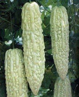 DIVINE BITTERGOURD Seed(40 per packet)