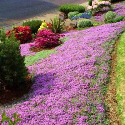 Qualtivate VXL-3AT Magic Carpet Creeping Thyme Seed(50 per packet)