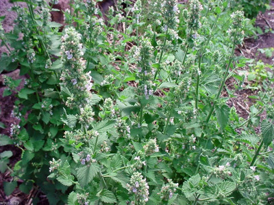 VibeX ® VMR-279 Lemon Cat-mint Seeds Seed(200 per packet)