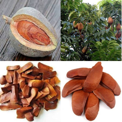 ibains Kadua badam seeds bij 20 Seed(20 per packet)