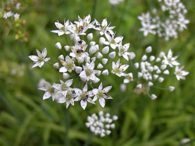 Qualtivate PUAS-2A Garlic Chives for Planting Seed(300 per packet)