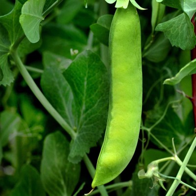 Qualtivate HUA-9A Early Frosty Pea Garden Seeds Seed(200 per packet)