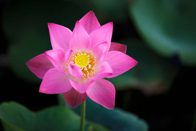 sabuja lotus,kamal gatta Seed(10 per packet)