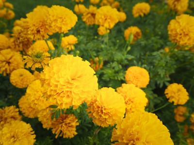 NATURE FARM marigold/gende ka phool flower seeds Seed(50 per packet)