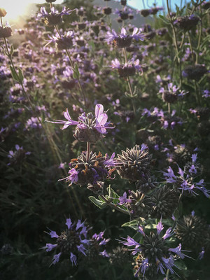 CYBEXIS XLL-35 - Purple Sage - (450 Seeds) Seed(450 per packet)