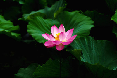 Shudh Online lotus,kamal gatta Seed(13 per packet)