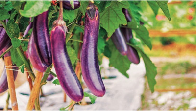 Avysa Vegetable Hybrid Brinjal Seeds for Home Garden Purple Eggplant Baby Eggplant Seed(2500 per packet)