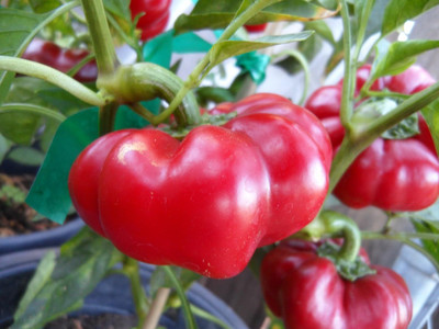 Biosnyg F1 Hybrid Liebesapfel Sweet Pepper Vegetable Seeds For Planting-(2000 Seeds) Seed(2000 per packet)
