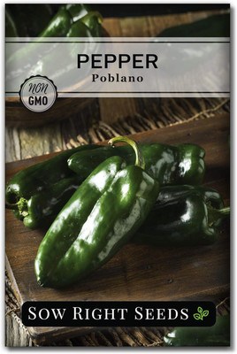 Qualtivate PUAS-7A Poblano Pepper Make Ancho Chillis Seed(300 per packet)