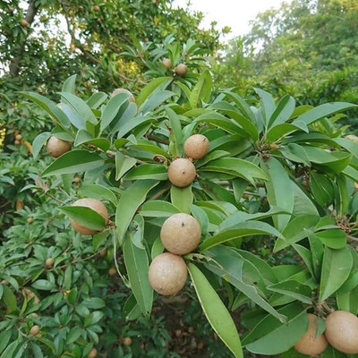 Aywal Chikoo Fruit Hybrid Seed(5 per packet)