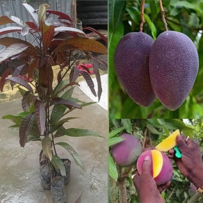 ibains Hybrid mango seeds Seed(2 per packet)