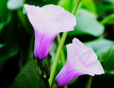 ZIXA Blue Dawn Flower (Ipomoea acuminata) Seed(20 per packet)