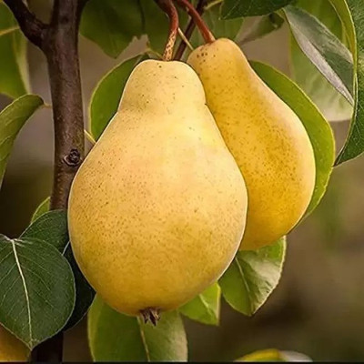 Aro Pear Seed(37 per packet)
