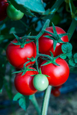 VKT tomato Seed(130 per packet)