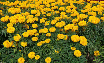 MG ALL IN ONE marigold/gende ka phool flower seeds Seed(75 per packet)