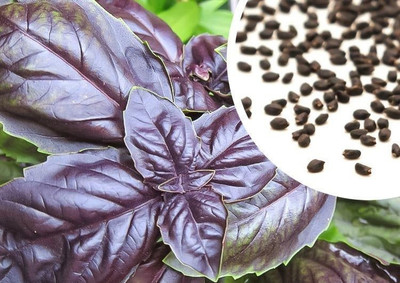 VibeX ® XXL-55 Basil Red Rubin Seeds Seed(1000 per packet)