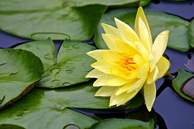 CRGO LOTUS , KAMAL Seed(40 per packet)