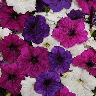 VibeX KGF -3 - Great Lakes Mix Easy Wave Petunia Flower - (60 Seeds) Seed(60 per packet)