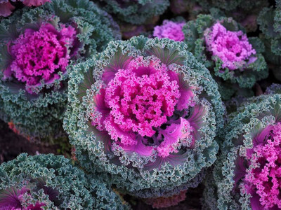 ibains Ornamental cabbage kale mix heirloom flower seeds pack of 330 Seed(330 per packet)