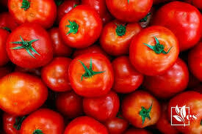 XOLDAA hybrid f1 quality tomato seeds Seed(30 per packet)