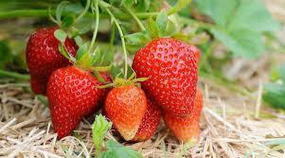 XOLDAA F1 best quality hybrid strawberry Seed(90 per packet)