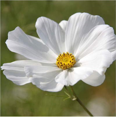CYBEXIS Cosmos 'Purity' Seeds. Purity Cosmos Seed(50 per packet)