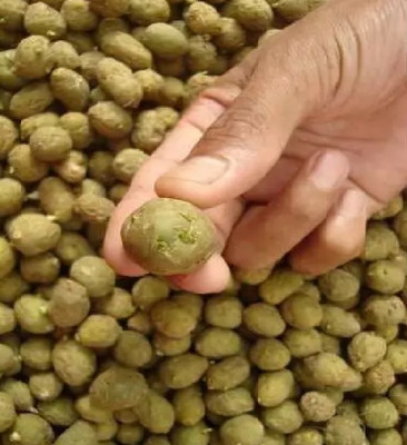 wequality Hybrid potato seeds for plant at home Seed(2 per packet)