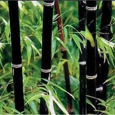 Seedsqlty Bamboo tree plant seeds, high germination (5 seeds) Seed(5 per packet)