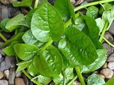 DEYS AGRO ™ malabar spinach seeds, green f1 hybrid poi saag vegetable seeds, pui seeds Seed(17 per packet)