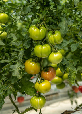 Hanumakkhya tomato Seed(95 per packet)