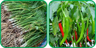 WILLVINE AMR -IX Chilli And Garlic Chives[50gm, 10000 Seeds] Seed(10000 per packet)