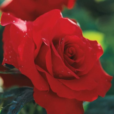 Qualtivate KGF -551 Rose Seeds for Planting Seed(50 per packet)