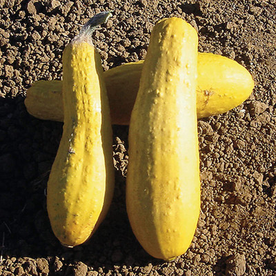 CYBEXIS GUA-32 - Yellow Straightneck Summer Squash - (75 Seeds) Seed(75 per packet)