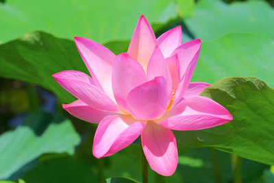 Harsh Impex lotus,kamal gatta Seed(11 per packet)