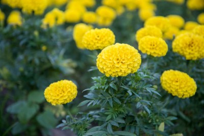 Heen Fab marigold,gende ka phool Seed(30 per packet)