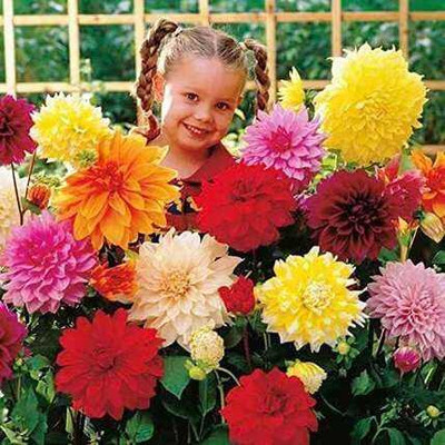 SEMINA VITA Dahlia hybrid mix flower seeds, Dahlia seeds for planting Seed Seed(26 per packet)
