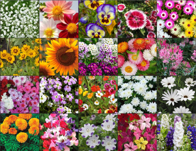 Agrey combo of 20 variety flower seeds with instruction manual. Seed(20 per packet)