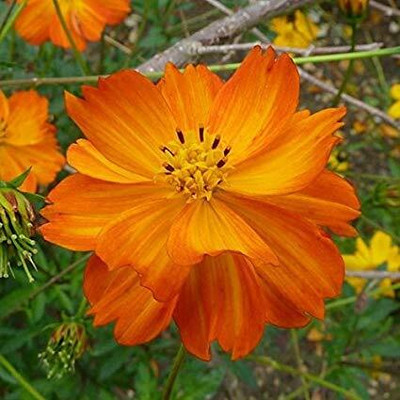 Lorvox Double Click Cranberries' Seeds. Cosmos Cranberries Seed(28 per packet)