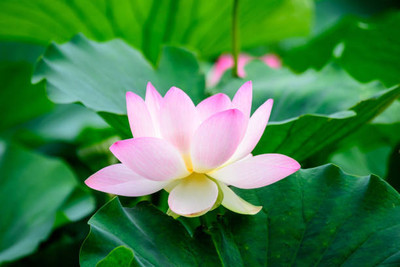 MH Enterprises lotus,kamal gatta Seed(14 per packet)