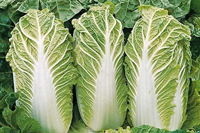 WILLVINE AMR -V Chinese Napa Cabbage Heirloom [50g] Seed(15000 per packet)