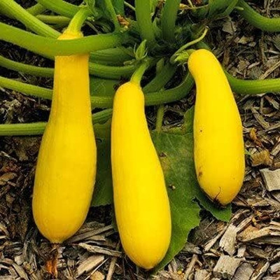 KNESSiN Heirloom Yellow Straightneck Squash Seeds For Kitchen Gardening - (20 Seeds) Seed(20 per packet)